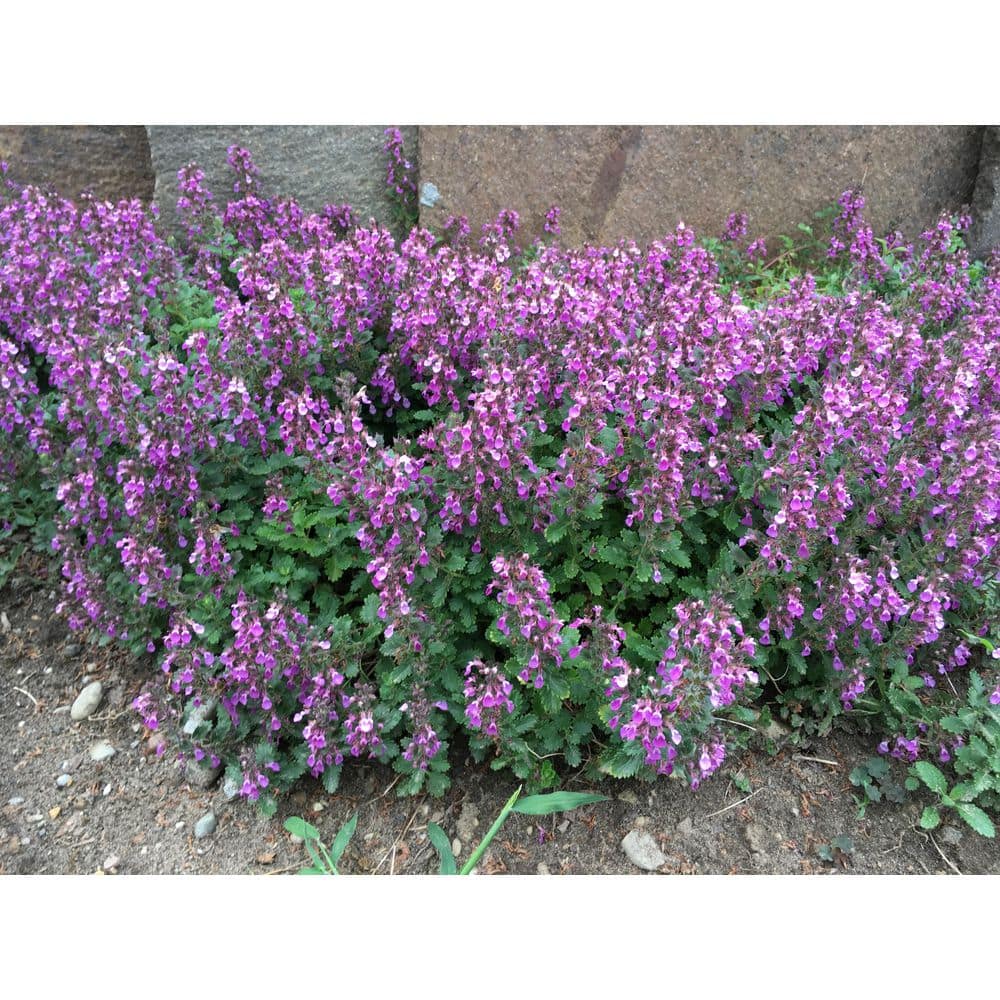 1 gal. Wall Germander Shrub with Fragrance and Low Growing Foliage (2-Pack) price history on PriceWatchPro