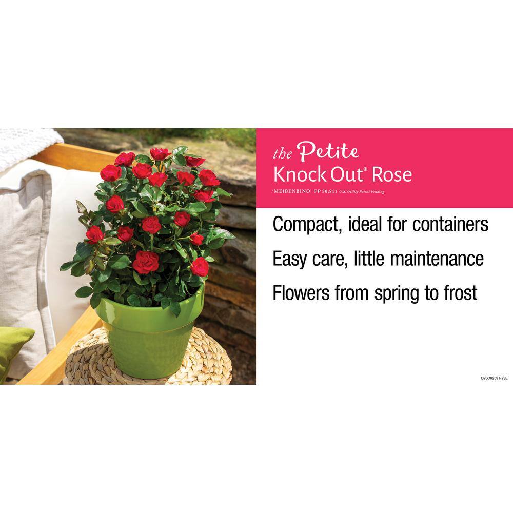 Compact Fire Engine Red Petite Knock Out Rose (2 Quart)