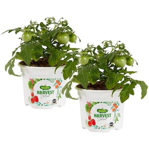25 oz. Stellar Tomato Plant (2-Pack)