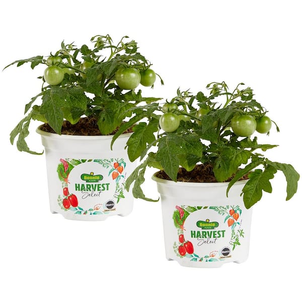 BONNIE PLANTS HARVEST SELECT 25 oz. Stellar Tomato Plant (2-Pack)