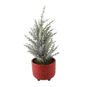 Norfolk Pine Christmas Plants Indoor Christmas Decorations The Home Depot