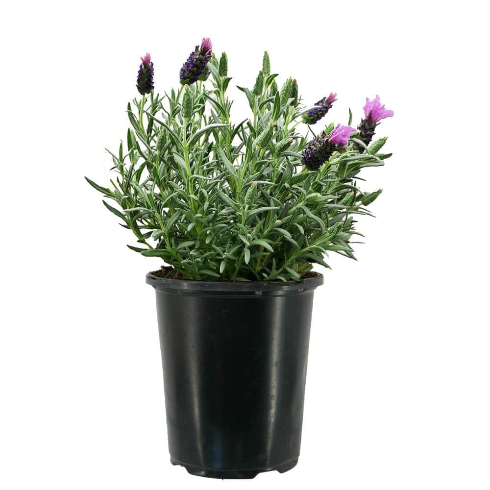1.0 Qt. Perennial Lavender Stoechas Spanish Purple