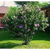 Online Orchards 1 Gal. Lucy Rose of Sharon Hibiscus Shrub Unique Ruffled  Pink Flowers, Among the Toughest Flowering Shrubs SBHB003 - The Home Depot