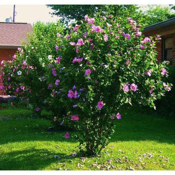 1 Gal. Lucy Rose of Sharon Hibiscus Shrub Unique Ruffled Pink Flowers, Among the Toughest Flowering Shrubs