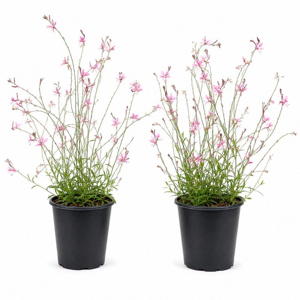 1 gal. Pink Lady Wandflower – Pink Gaura Flowering Perennial (2-Pack) price history on PriceWatchPro