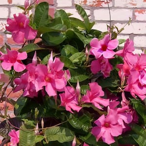 2.5 qt. Dipladenia Diamantina Opal Pink Plant in Grower Container (1-Piece)