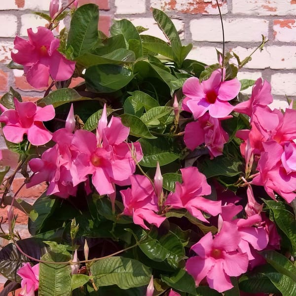 national PLANT NETWORK 2.5 qt. Dipladenia Diamantina Opal Pink Plant in Grower Container (1-Piece)