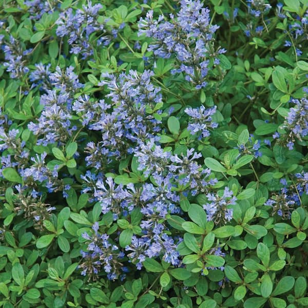 ALTMAN PLANTS 1-Pint Green Bugleweed Perennial Plant