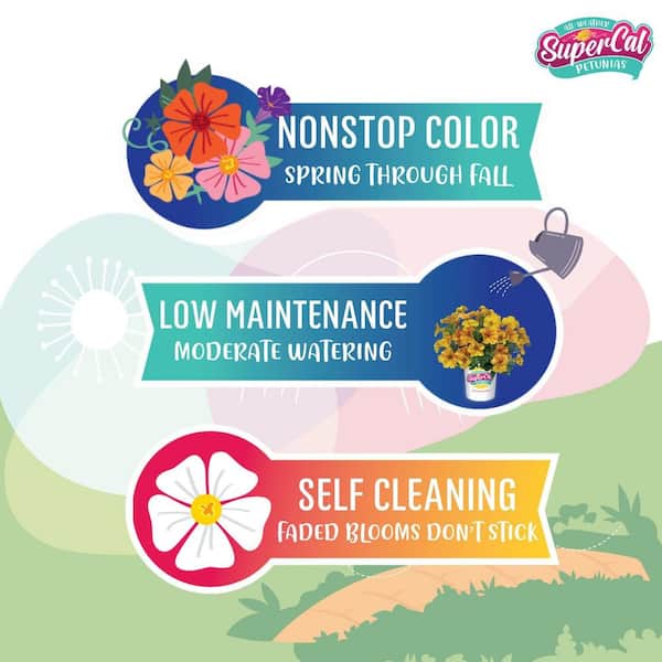3 Qt. Drop N Decorate Bonfire Mix SuperCal Petunia Annual Plant with Yellow, Orange, Cinnamon Flowers (2-Pack)