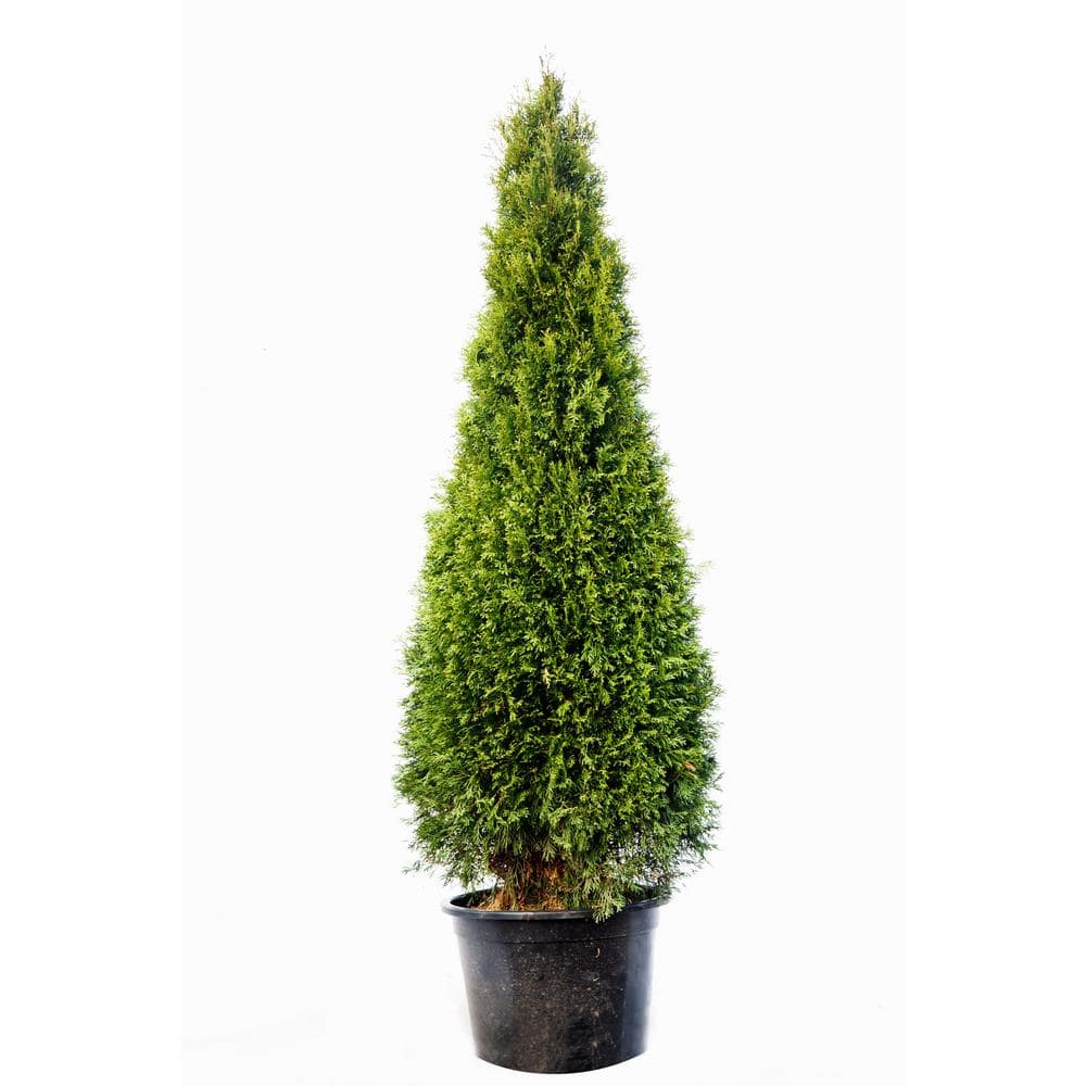5 Gal. Emerald Green Arborvitae Tree