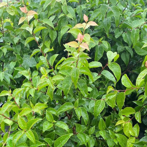 Alder & Oak #1 container Shiny Xylosma Shrub (4-Pack)