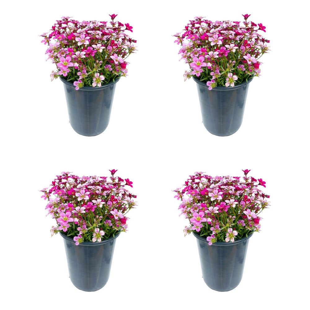 2.5 qt. Perennial Saxifraga Early Carnival (4-Pack)