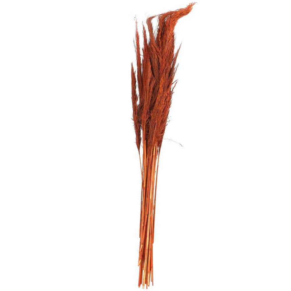 Litton Lane 35 in. Tall Pampas Grass Natural Foliage (1 Bundle) 043474 ...