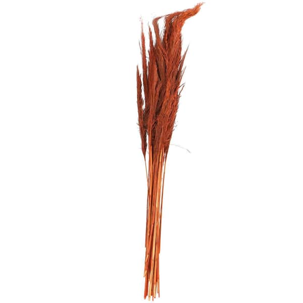 Litton Lane 35 in. Tall Pampas Grass Natural Foliage (1 Bundle)