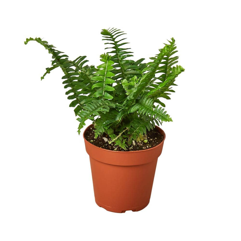 Jester's Crown Fern (nephrolepis Obliterata) Plant In 4 In. Grower Pot 