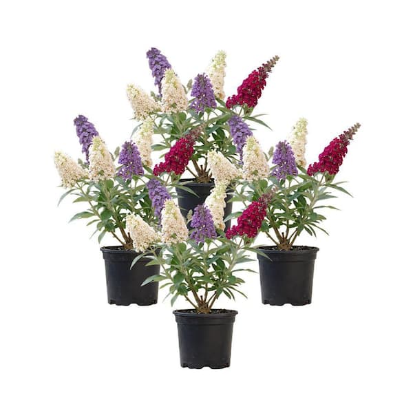 4 in. Triple Treat Butterfly Bush Shrub with Multicolor Flowers (4-Pack)
