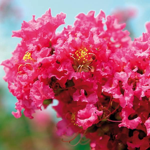 VAN ZYVERDEN Crape Myrtle Pink Root Stock (1-Set)