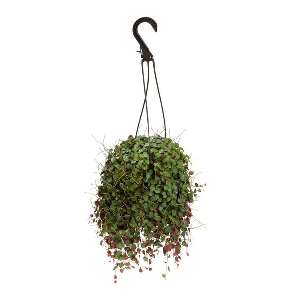 SMART PLANET 6 in. Peperomia Ruby Cascade Hanging Basket