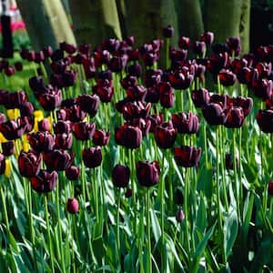 Tulips Queen Of Night Bulbs (25-Pack)