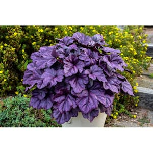 4.5 in. Qt. Dolce Wildberry Coral Bells (Heuchera) Live Plant in White Flowers and Purple Foliage
