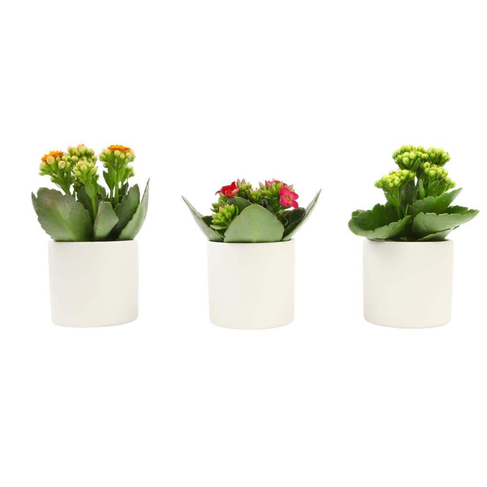 3-Pack 2.5 in. Kalanchoe Bloss Live Succulents in Assorted Colors with White Ceramic Pots price history on PriceWatchPro