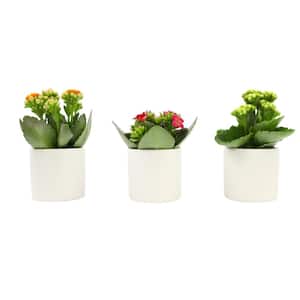 3-Pack 2.5 in. Kalanchoe Bloss Live Succulents in Assorted Colors with White Ceramic Pots