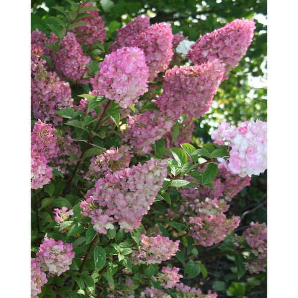 FIRST EDITIONS 2 Gal. Strawberry Sundae Hydrangea Flowering FIRST EDITIONS 2 Gal. Strawberry Sundae Hydrangea Flowering