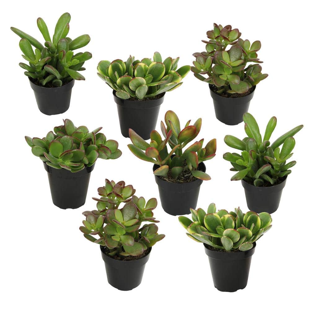 Classic Jade Succulent Collection in Black 2.5 Inch Pots (8-Pack)
