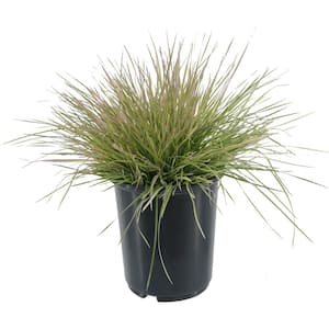 2.5 qt. Perennial Grass Deschampsia Northern Lights
