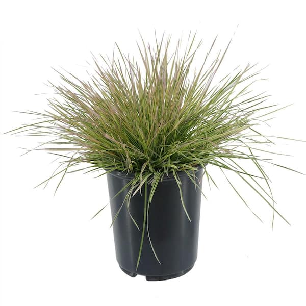 Unbranded 2.5 qt. Perennial Grass Deschampsia Northern Lights