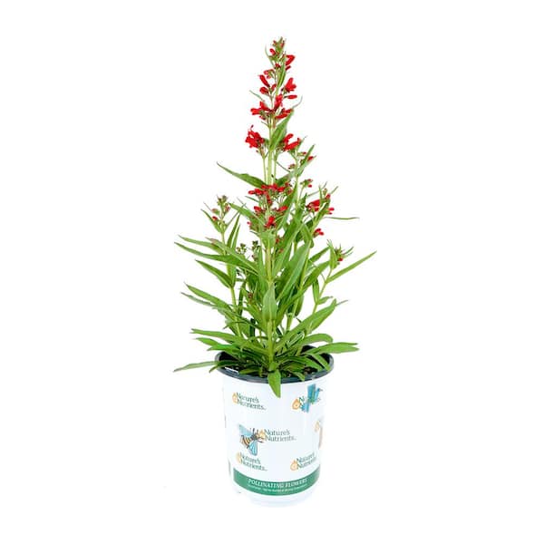 NATURE'S NUTRIENTS Perennial Penstemon Pristine Scarlet 2.5 qt. - (1-Pack)