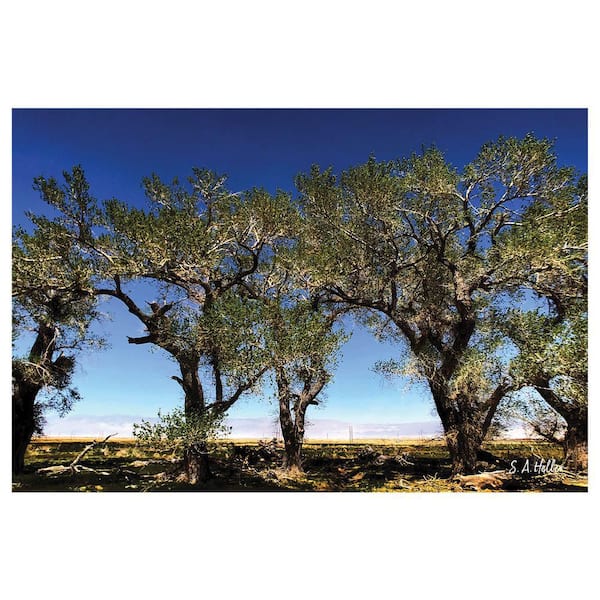 VENICE BEACH Collections Tree Line by Steven A. Heller 1-Piece Unframed Canvas Drawing Print 16 in. x 20 in.