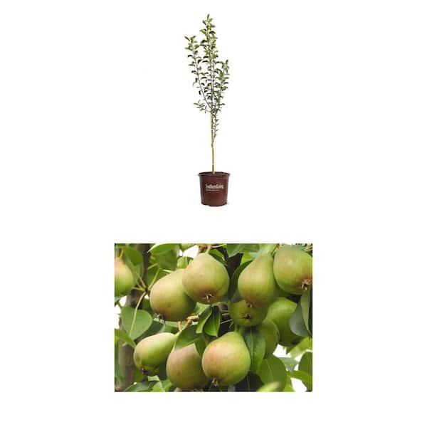 5 gal. Honey Crisp Apple Tree and Dwarf Bartlett Pear Tree Combo
