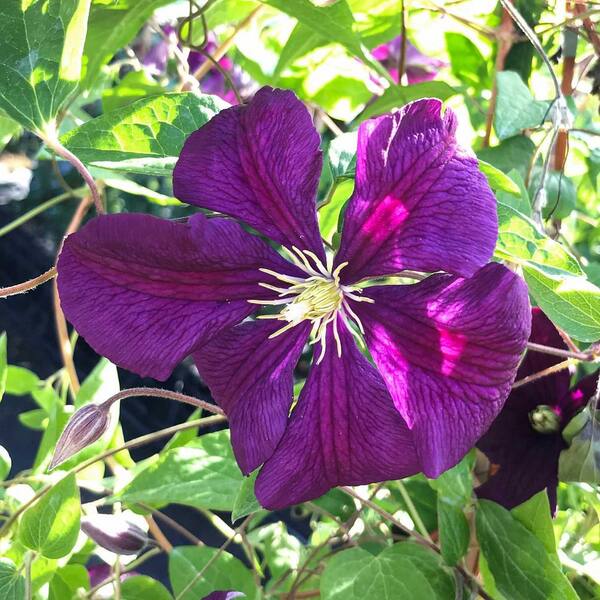 Wekiva Foliage Clematis Etoile Violette - 2 Live Plants in 3.5 in. Growers Pots -Beautiful Starter Flowering Vine Ready for the Garden