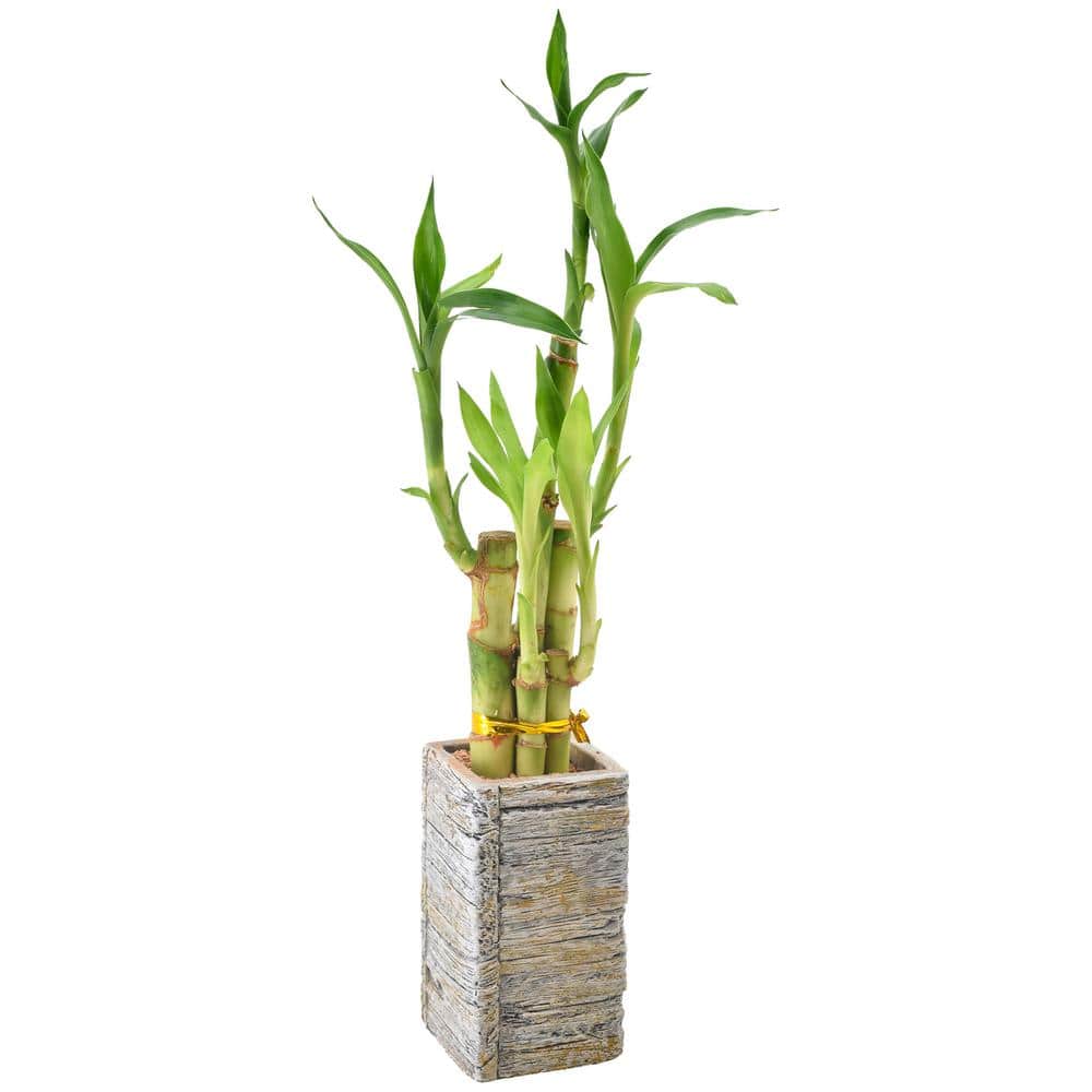 バンブー竹 arcadia-garden-products-house-