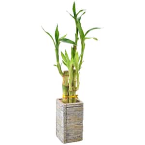 2-1/2 in. 5-Stem Lucky Bamboo Light Aged Wood Clay Planter