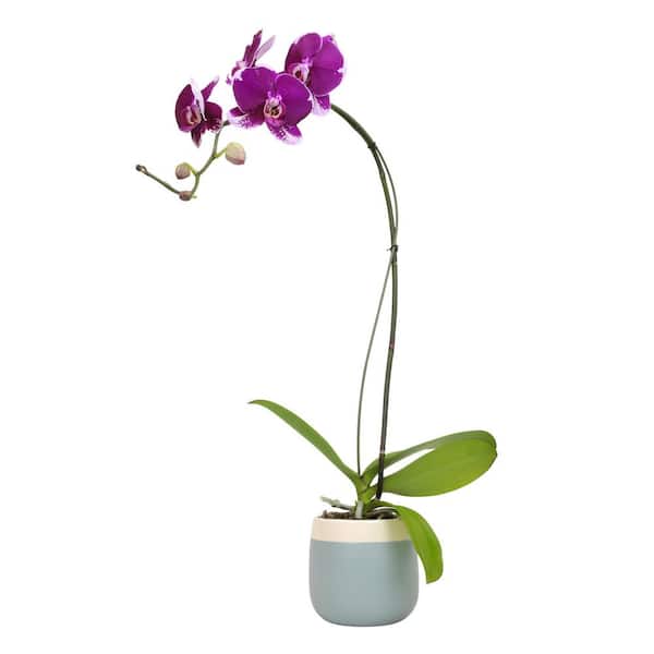Premium Large Purple Live Orchid Plant (Phalaenopsis), 5" Blue & White Orchid Pot, Approx 22" Tall, Pet Friendly Plants