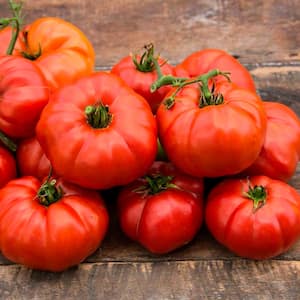 2 in. Pot Tomato Ruby Monster Hybrid Vegetable Plant