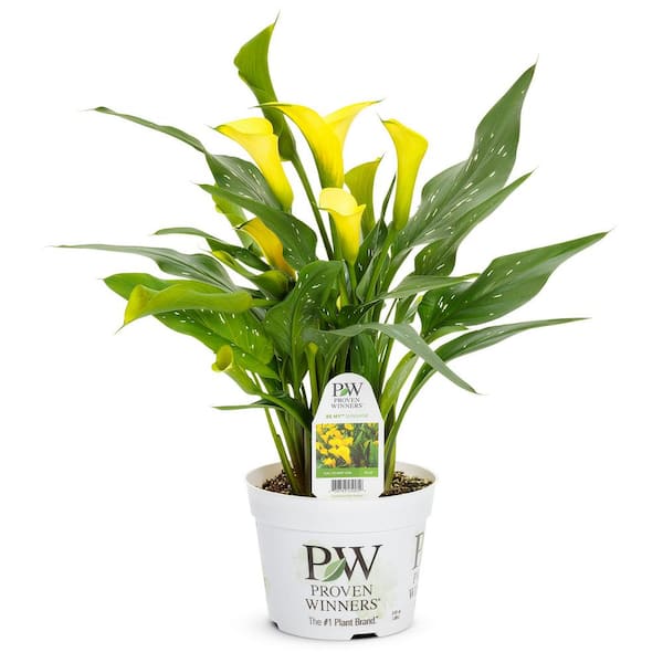 PROVEN WINNERS 6.5 in. Be My Sunshine Calla Lily Hybrid 