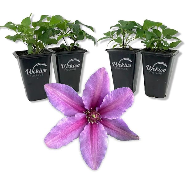 Wekiva Foliage Clematis Tumaini-4 Live Starter Plants in 2 in. Growers Pots-Starter Plants Ready for The Garden-Rare Clematis