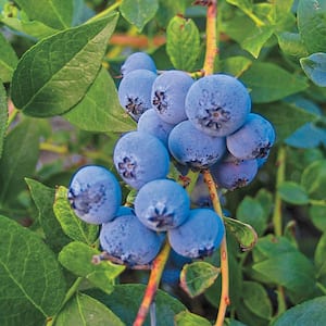 Biloxi Blueberry (Vaccinium) Live Bareroot Fruiting Plant (1-Pack)
