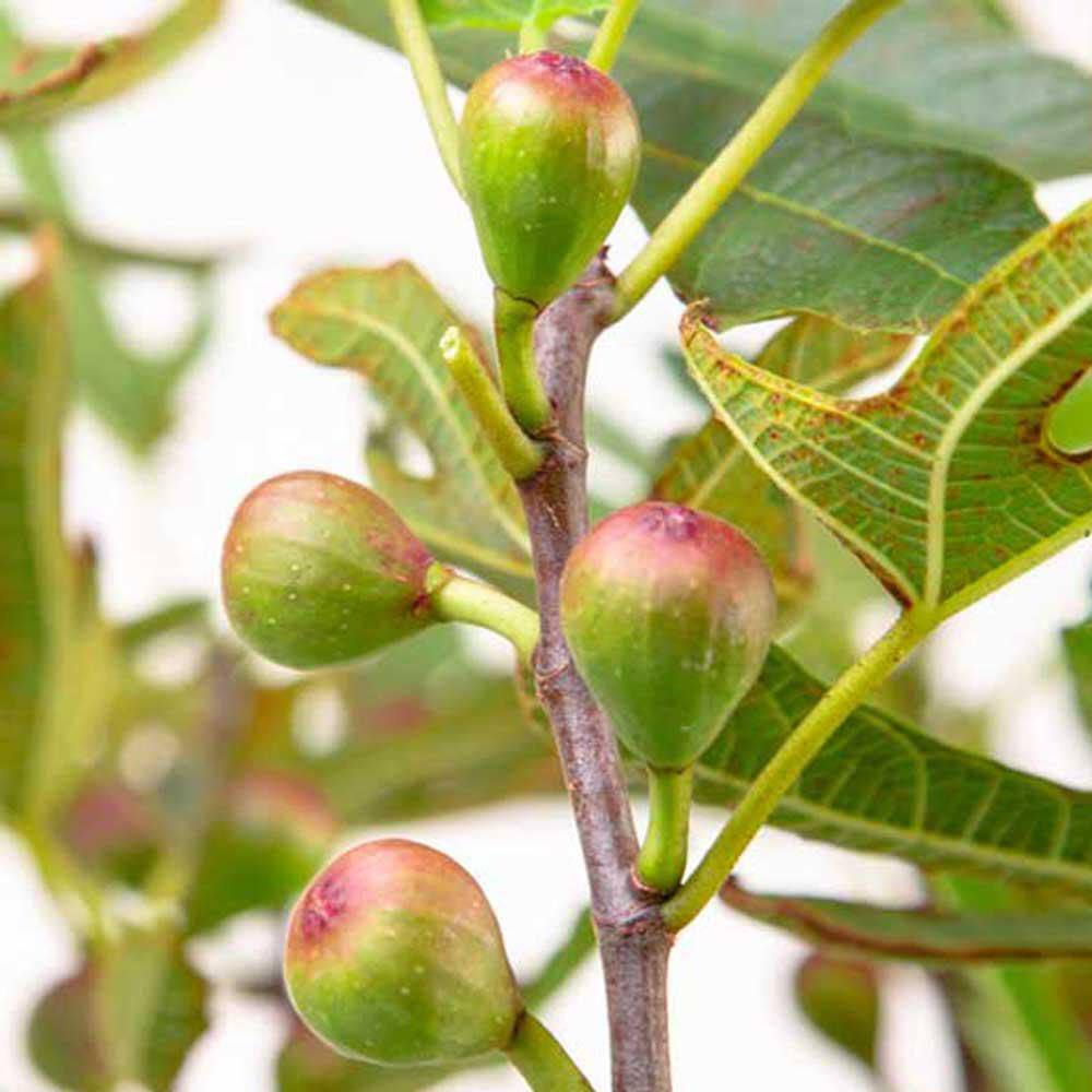 Little Miss Figgy Dwarf Fig Tree in 2.5 Quart Pot