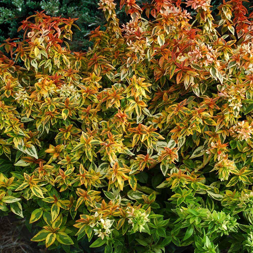 2.5 Quart Kaleidoscope Abelia with Variegated Foliage and Petite White Blooms
