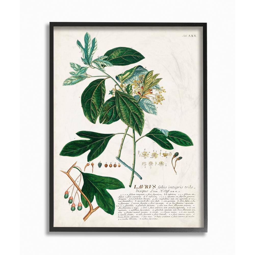 Stupell Industries 24 In X 30 In Botanical Plant Illustration Green Leaves Vintage Design By Unknown Framed Wall Art Fap 216 Fr 24x30 The Home Depot