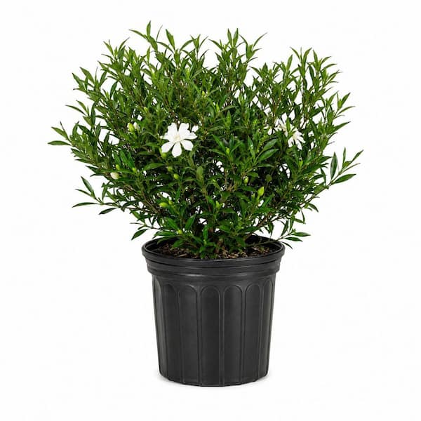 SOUTHERN LIVING 2 Gal. Fool Proof Gardenia, Evergreen Shrub with
