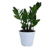 Plants ManiaVALIEM Warp Devil、BRERO ZZ Plant - House Plants - The Home Depot