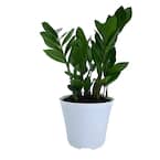6 in. ZZ Plant in Deco Pot