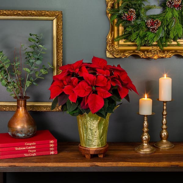 3.5 qt. 8 in. Live Christmas Poinsettia Red with Green Foil Holiday Plant (1-Pack)