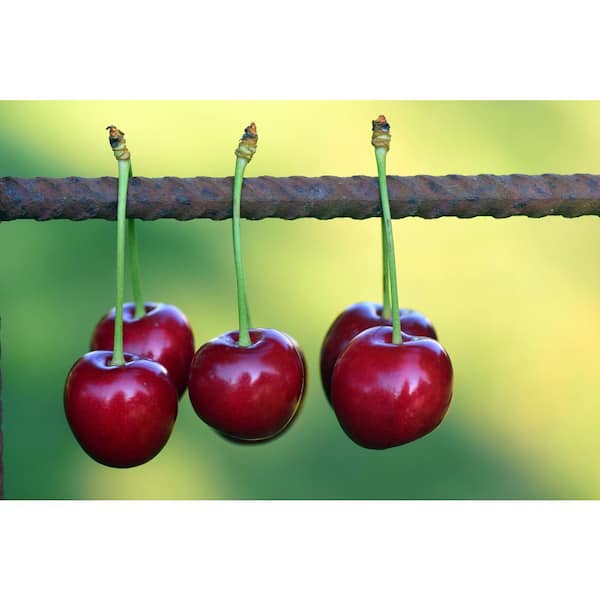 Online Orchards Lapins Cherry Tree - Self Pollinating, Delicious Dark-Red Sweet  Cherries (Bare-Root, 3 ft. to 4 ft. Tall, 2-Years Old) FTCH007 - The Home  Depot