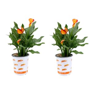 2.5 Qt. Calla Lily Morning Sun Zantedeschia Perennial Live Plant with Orange Flowers (2-pack)